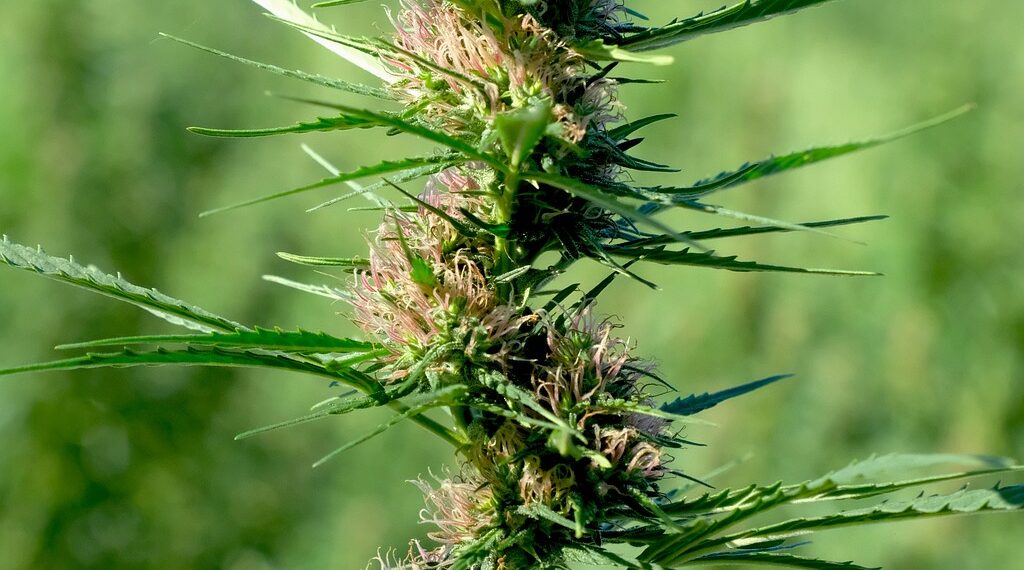 Situación normativa del cannabis light en España