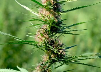 Situación normativa del cannabis light en España