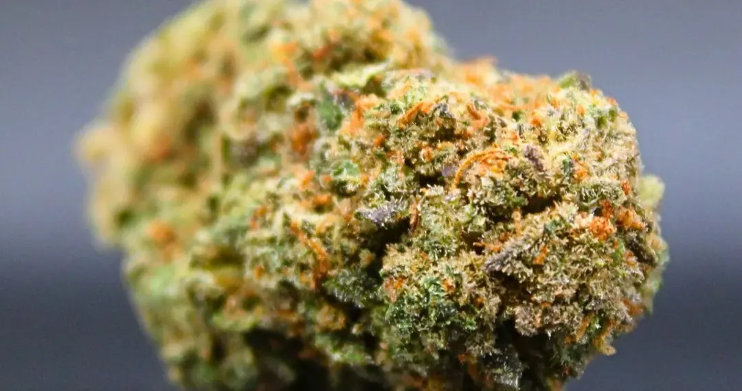 Cogollo haze CBD