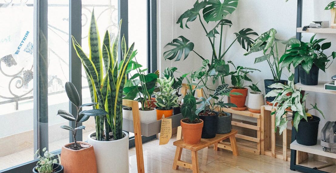 Colección de plantas de interior en un hogar luminoso