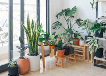 Colección de plantas de interior en un hogar luminoso